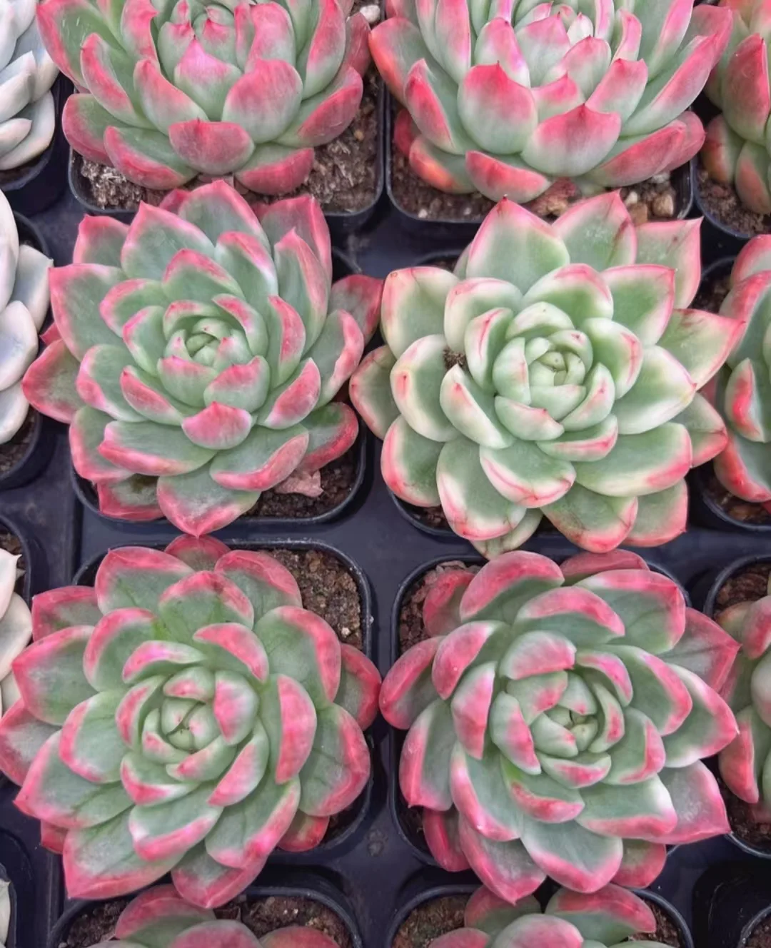 plant Aeonium Echeveria Haworthia  Caudex  Lithops Cactus  Agave 