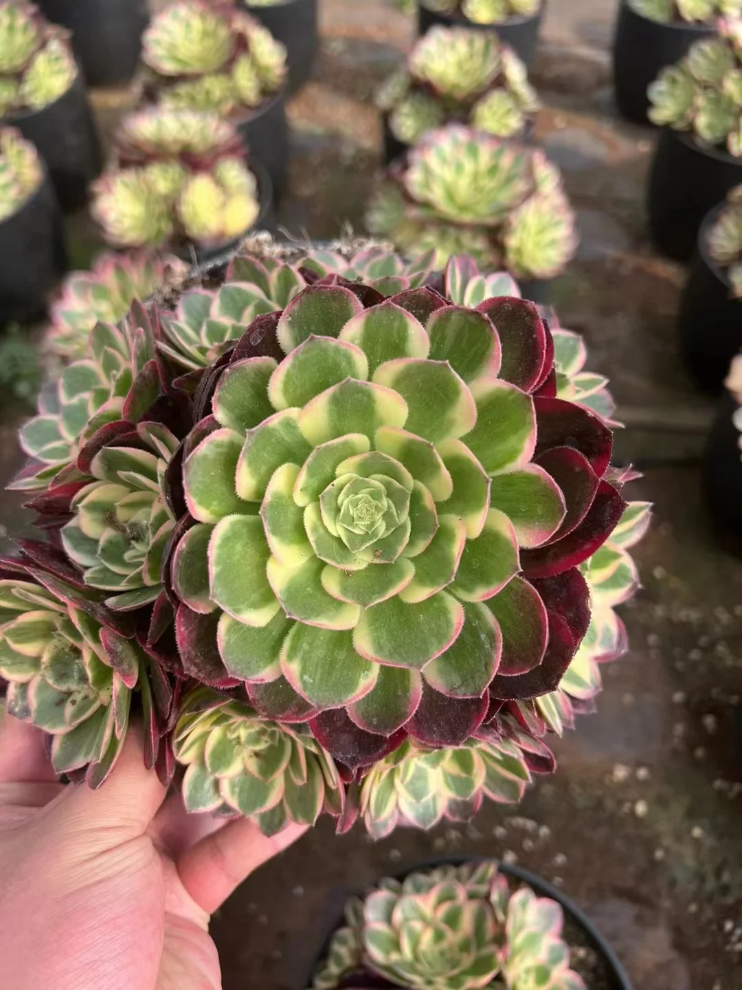 plant Aeonium Echeveria Haworthia  Caudex  Lithops Cactus  Agave 