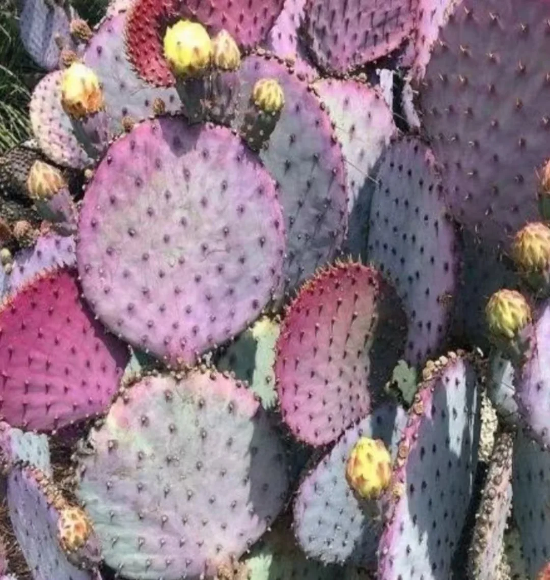 plant Aeonium Echeveria Haworthia  Caudex  Lithops Cactus  Agave 