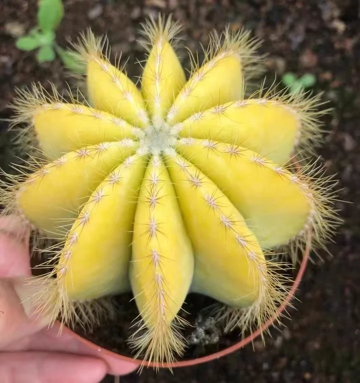 580. Huang single head and cluster/Cactus plants /Succulent plants /  Garden landscape / Carefully select healthy plants