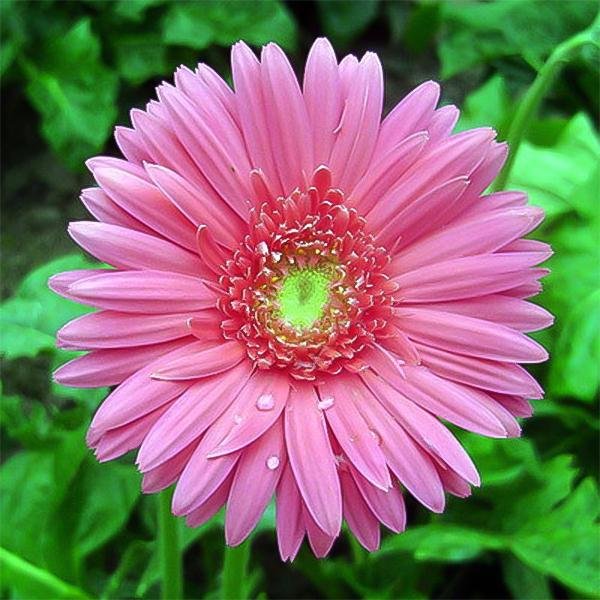 Pink gerbera flower seeds, sunflowers