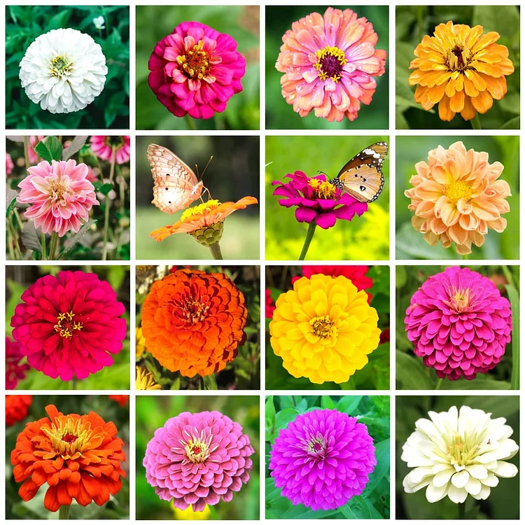Zinnia Seeds