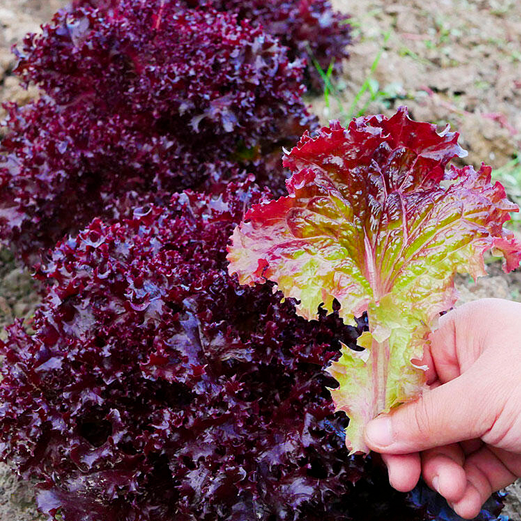 Lettuce Seeds - Purple