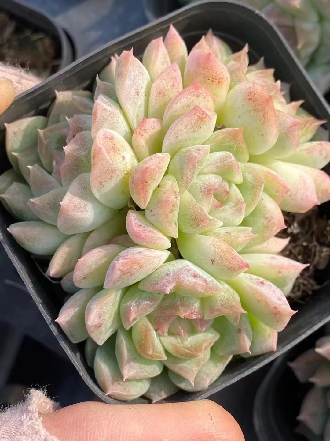 plant Aeonium Echeveria Haworthia  Caudex  Lithops Cactus  Agave 