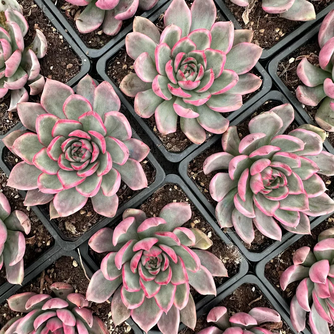 plant Aeonium Echeveria Haworthia  Caudex  Lithops Cactus  Agave 