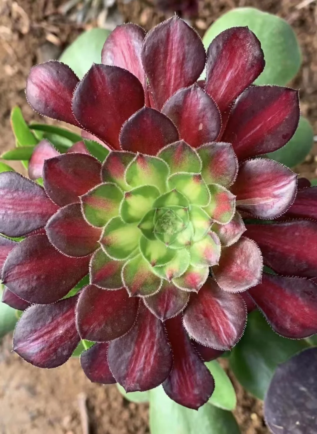 plant Aeonium Echeveria Haworthia  Caudex  Lithops Cactus  Agave 