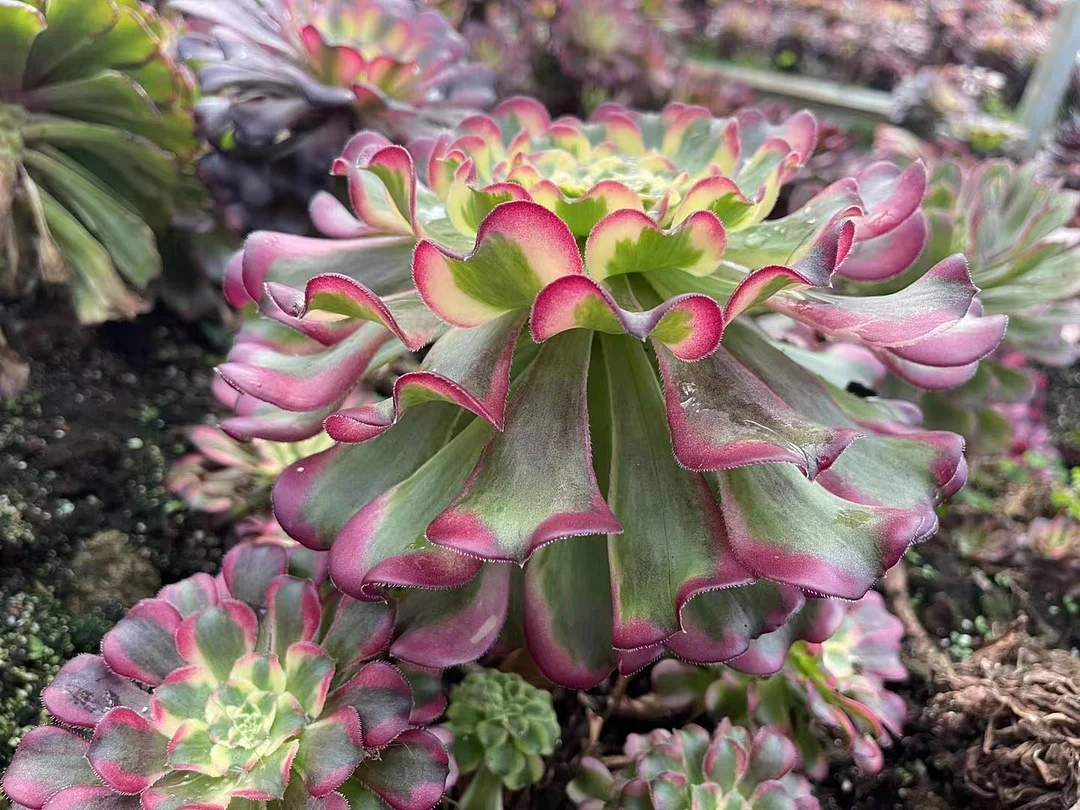 plant Aeonium Echeveria Haworthia  Caudex  Lithops Cactus  Agave 