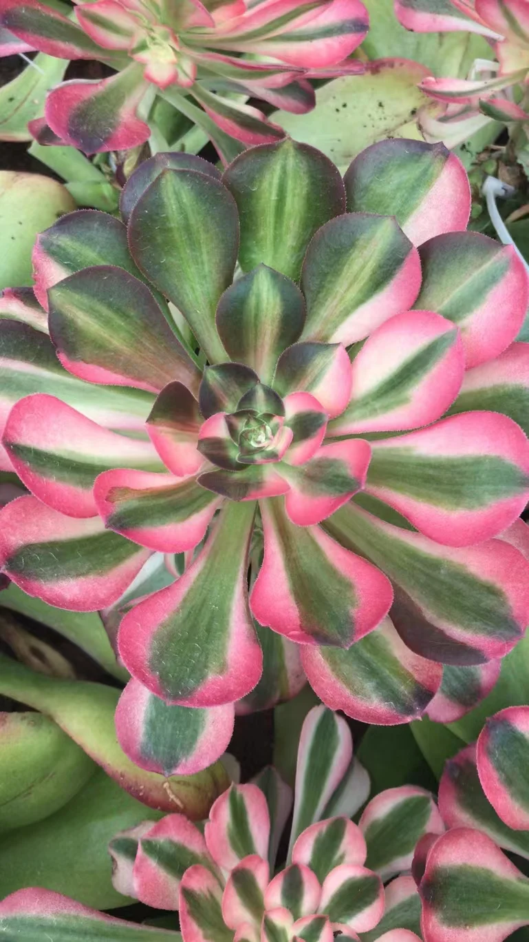 plant Aeonium Echeveria Haworthia  Caudex  Lithops Cactus  Agave 