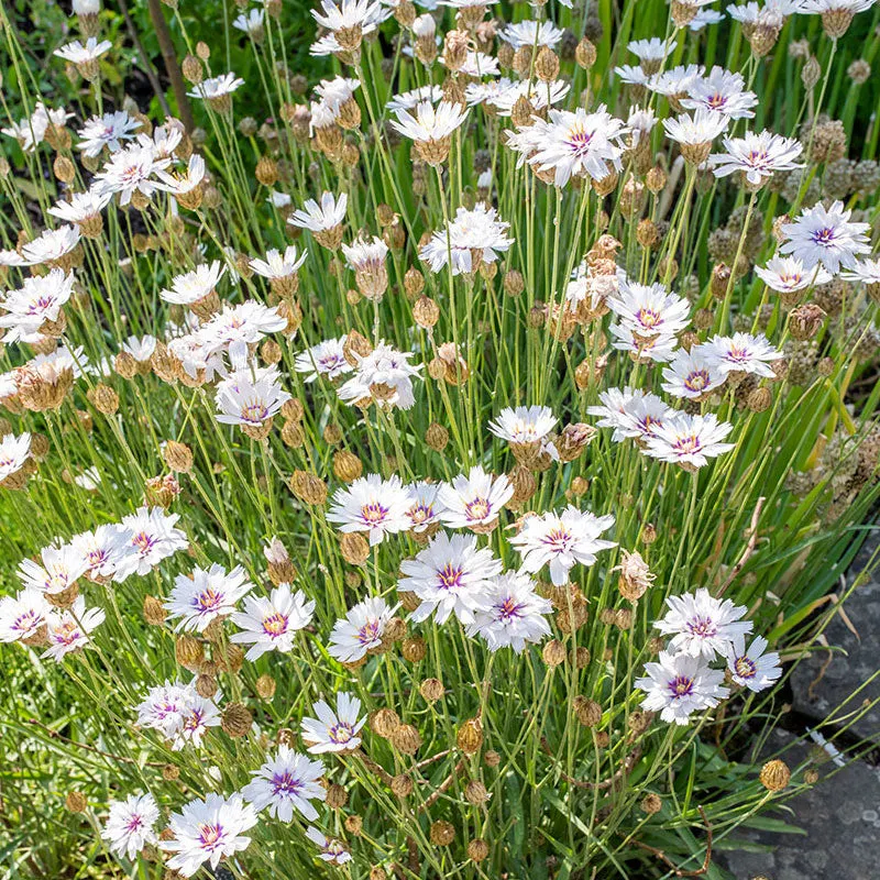 Cupid's Dart 'Amor White'-Rare Perennial-Beautiful Star like flower with purple-blue eyes