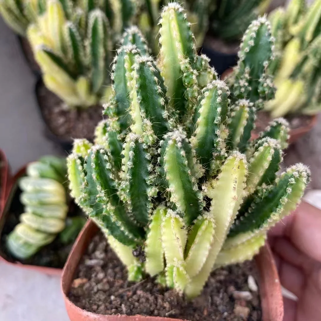 plant Aeonium Echeveria Haworthia  Caudex  Lithops Cactus  Agave 