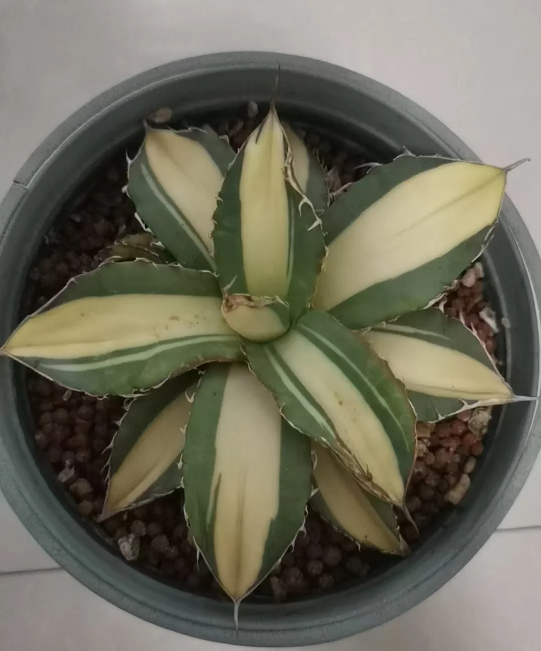 onestock.Agave titanota No.1mediopicta 15cm/agave/ Succulent plants / Garden landscape / Carefully select healthy plants