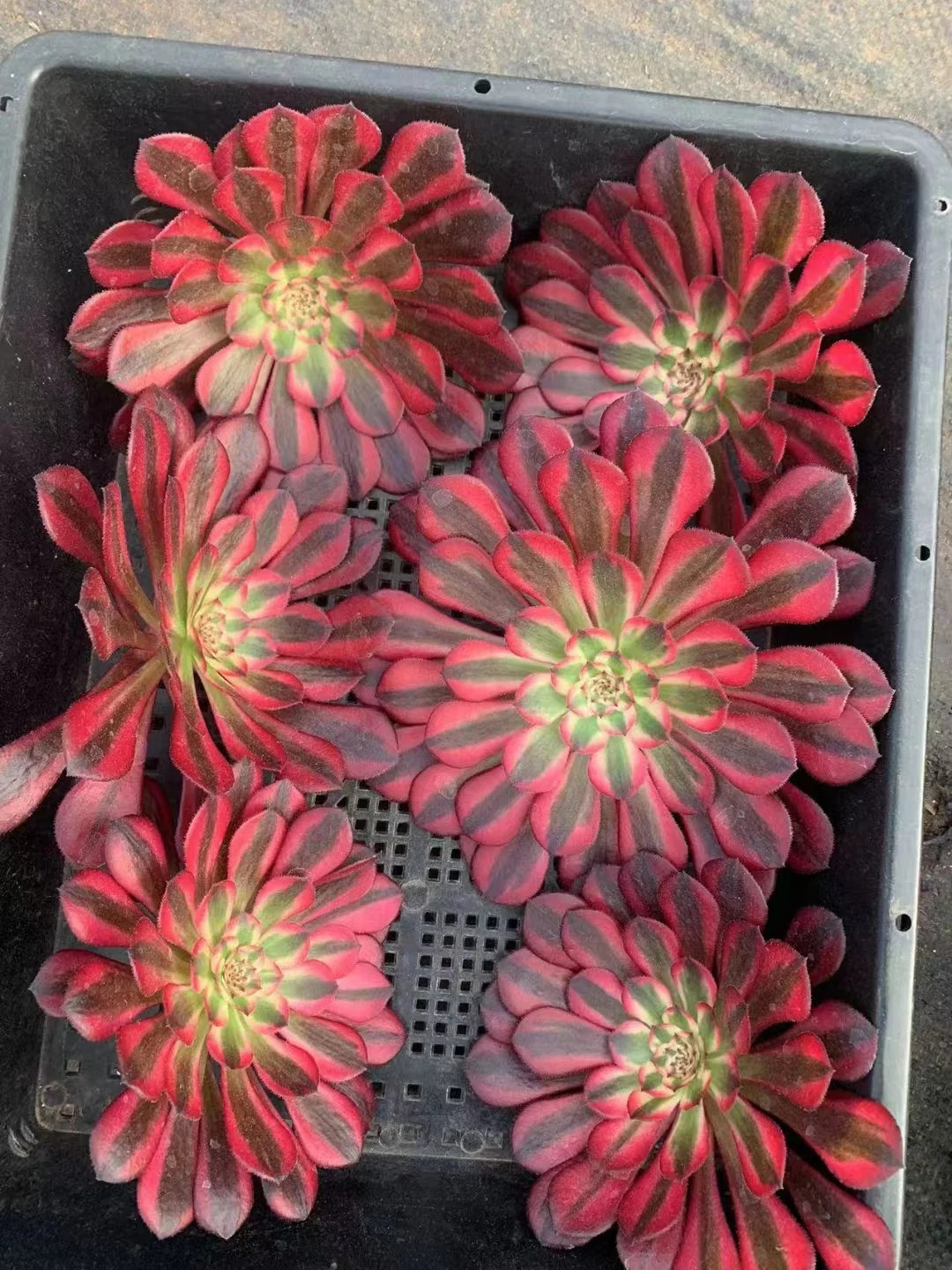 plant Aeonium Echeveria Haworthia  Caudex  Lithops Cactus  Agave 