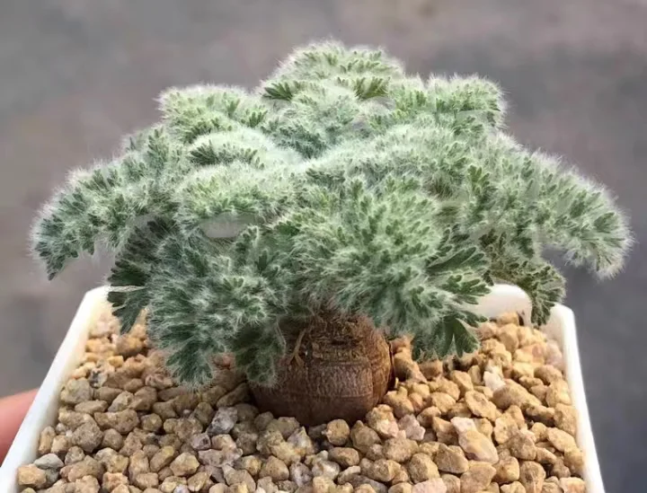 plant Aeonium Echeveria Haworthia  Caudex  Lithops Cactus  Agave 