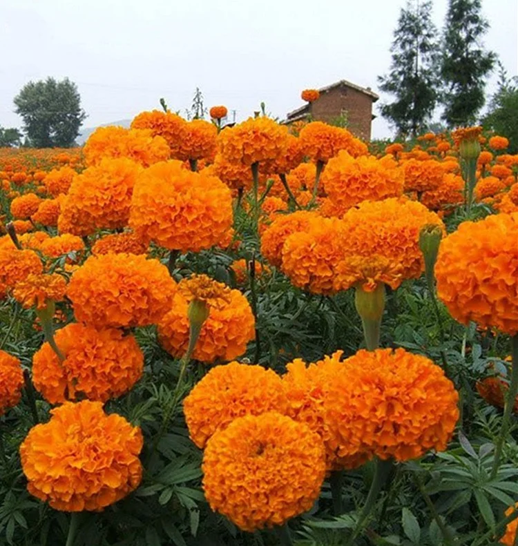 Last Day Sale - 60% OFF🌼 French Marigold Seed(98% Germination)⚡Buy 2 Get Free Shipping