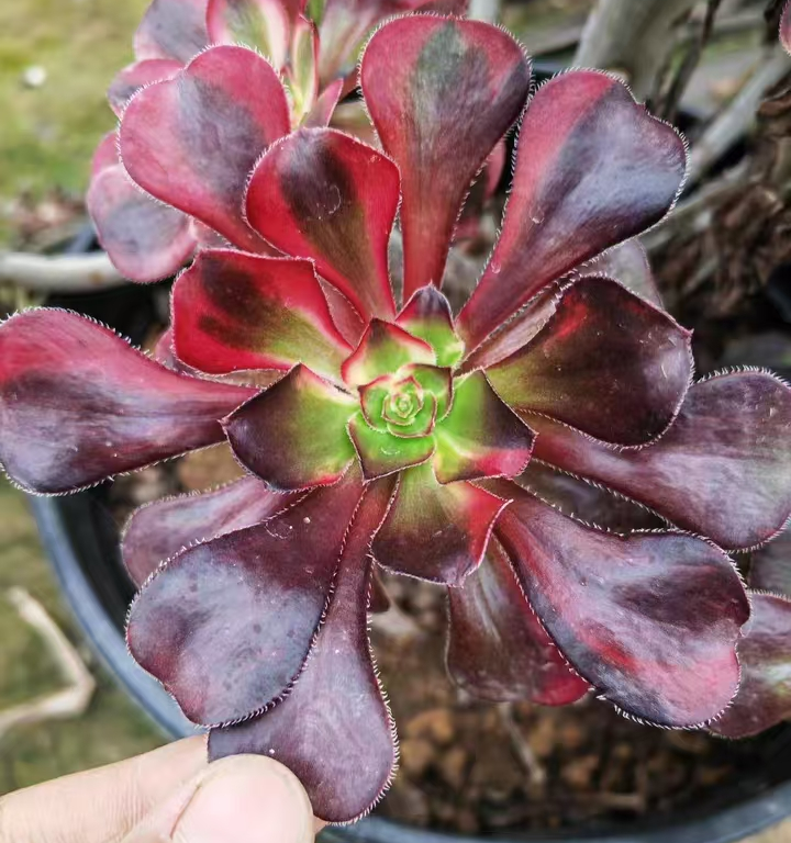 plant Aeonium Echeveria Haworthia  Caudex  Lithops Cactus  Agave 