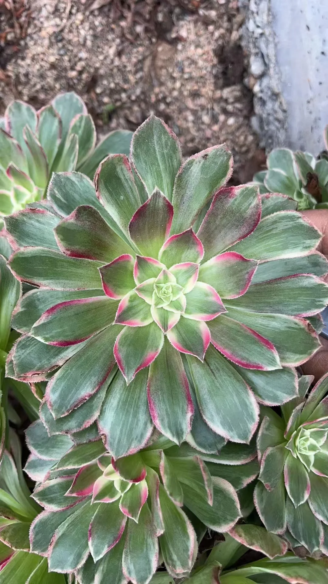 plant Aeonium Echeveria Haworthia  Caudex  Lithops Cactus  Agave 