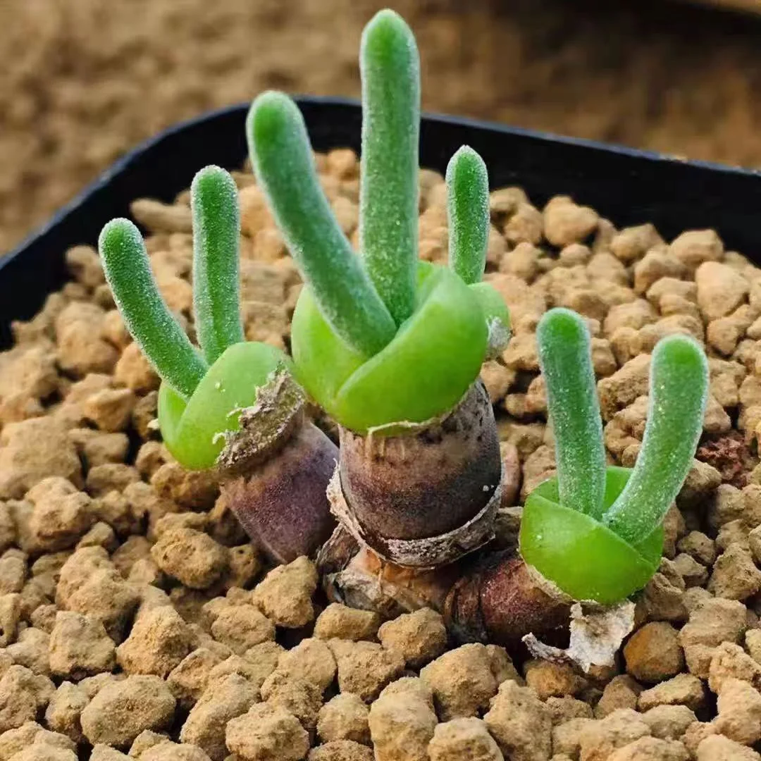 plant Aeonium Echeveria Haworthia  Caudex  Lithops Cactus  Agave 