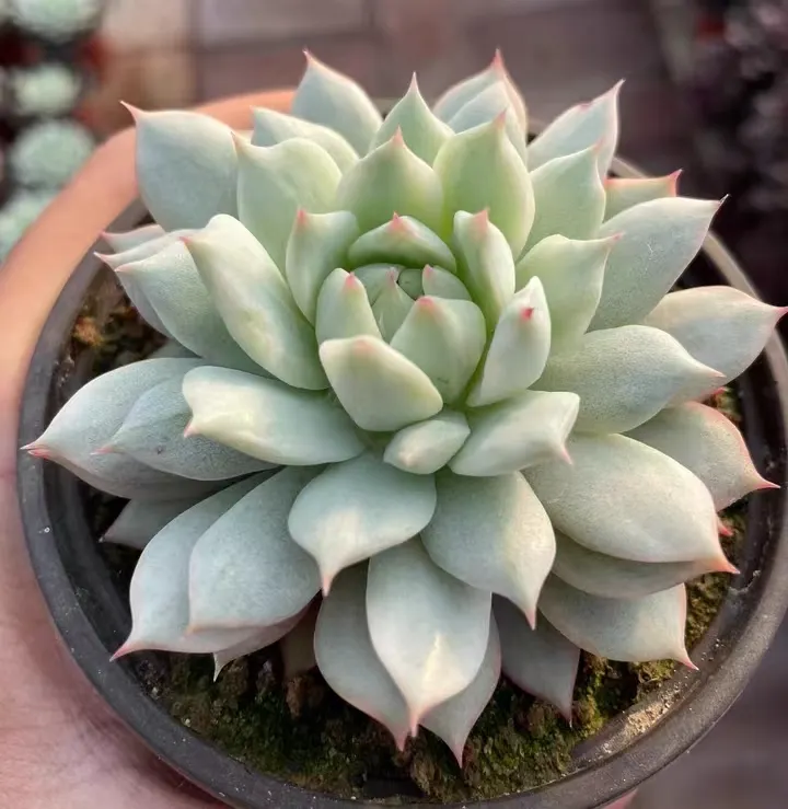 plant Aeonium Echeveria Haworthia  Caudex  Lithops Cactus  Agave 