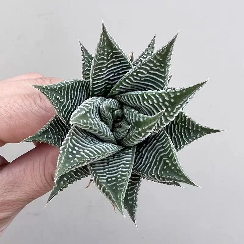 zwyw47.Haworthia limifolia v striata 4-5cm/ Haworthia/ Succulent  plants / Garden landscape / Carefully select healthy plants
