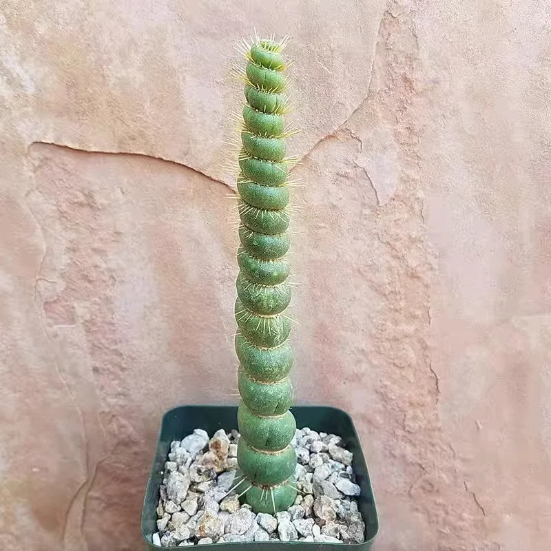 plant Aeonium Echeveria Haworthia  Caudex  Lithops Cactus  Agave 