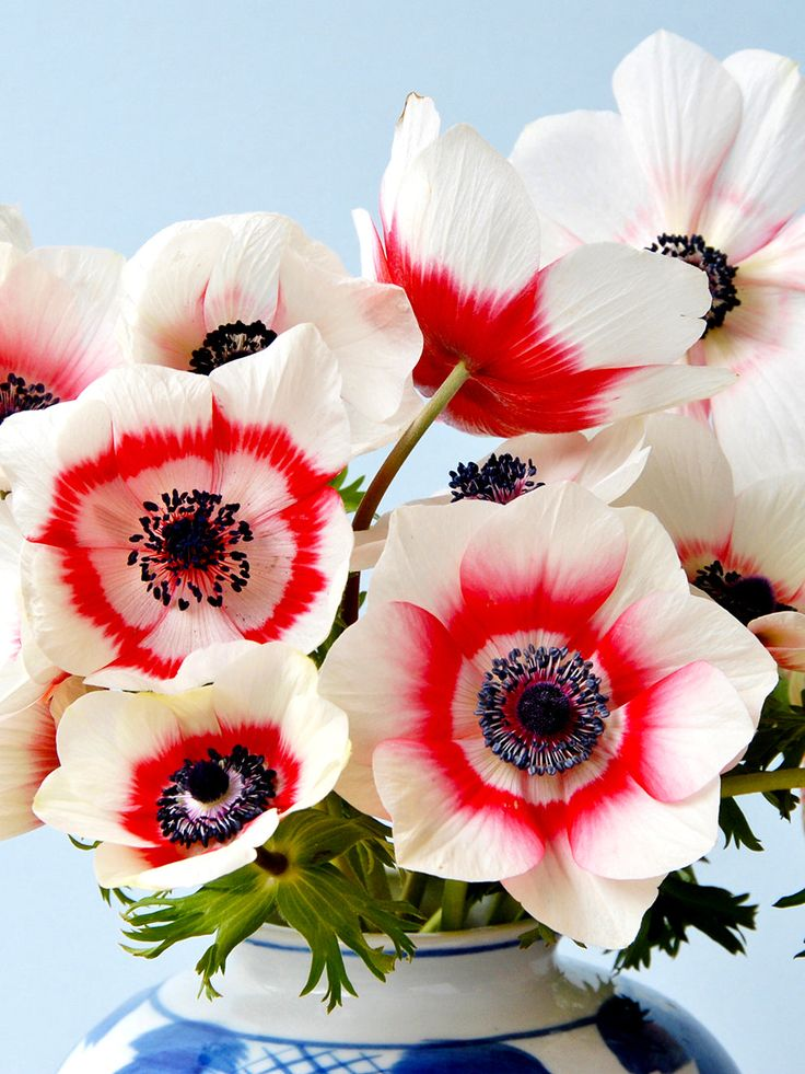 🌺Flower Seeds