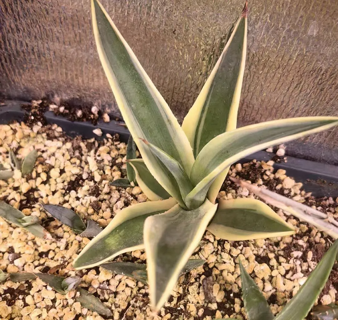 plant Aeonium Echeveria Haworthia  Caudex  Lithops Cactus  Agave 