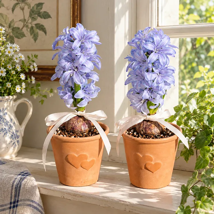 Decorative flowering Hyacinths used in a home setting
