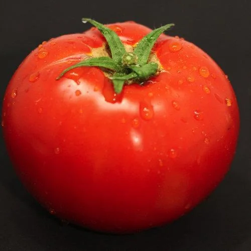 Garden Treasure Tomatoes