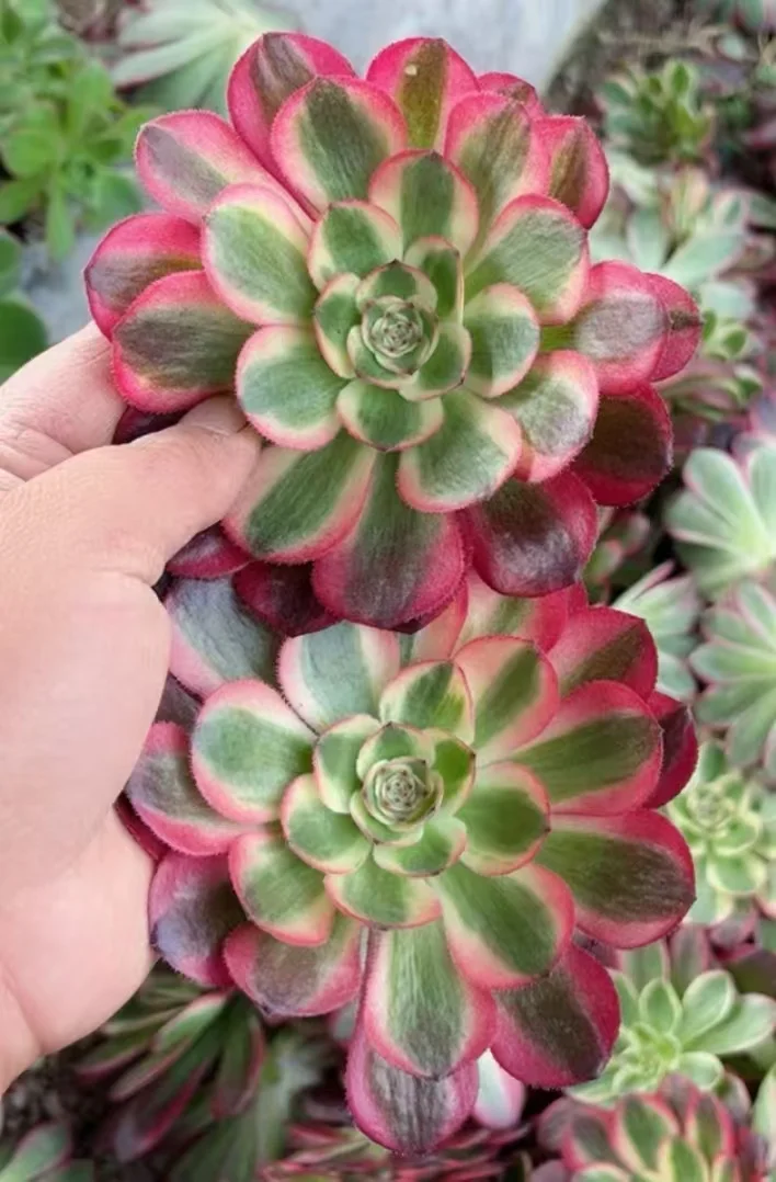 215.Halloween var,Yu zi single head and cutting /Aeonium single head and cutting/Aeonium plants/ Succulent plants / Garden landscape / Carefully select healthy plants