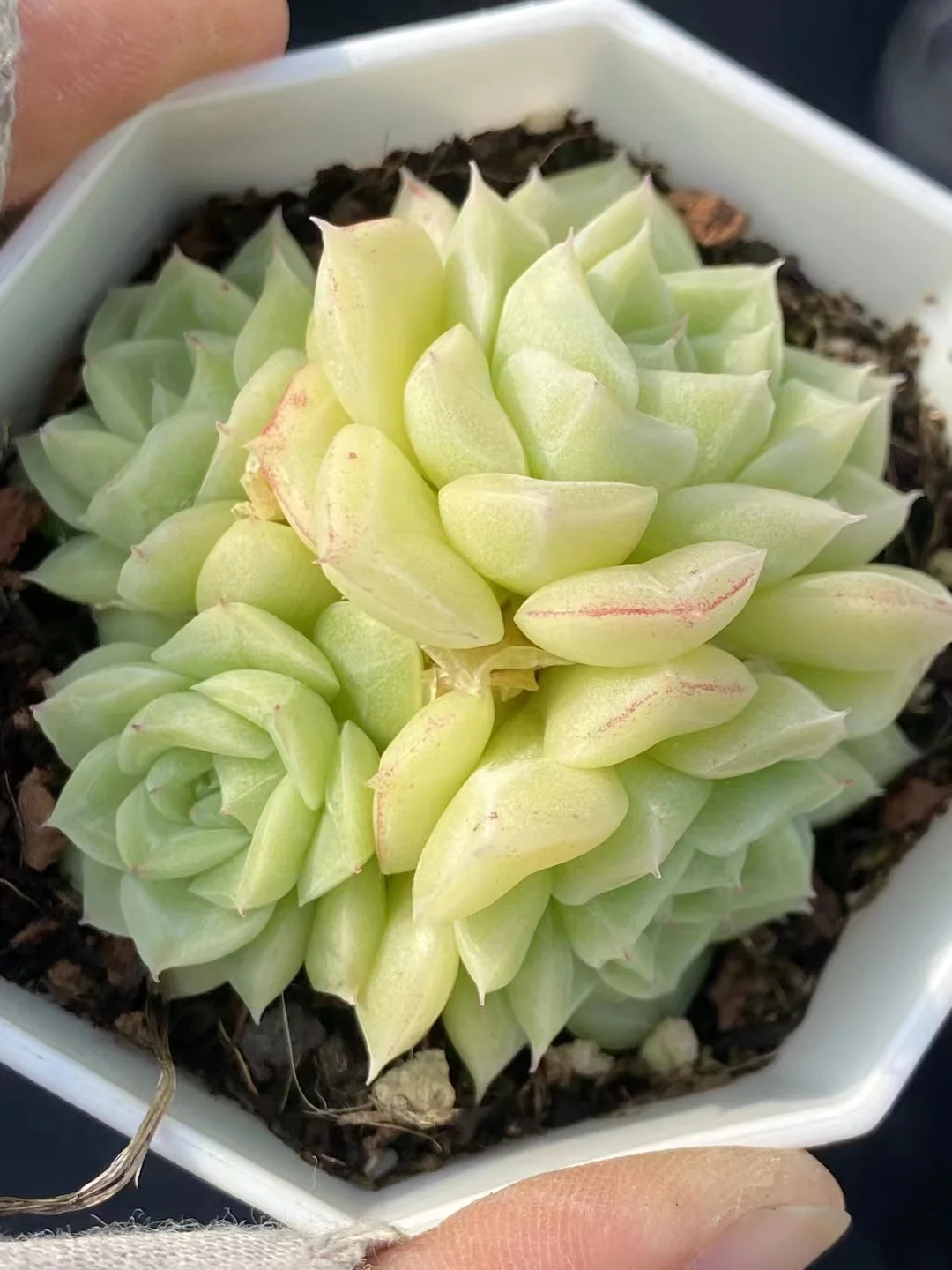 plant Aeonium Echeveria Haworthia  Caudex  Lithops Cactus  Agave 