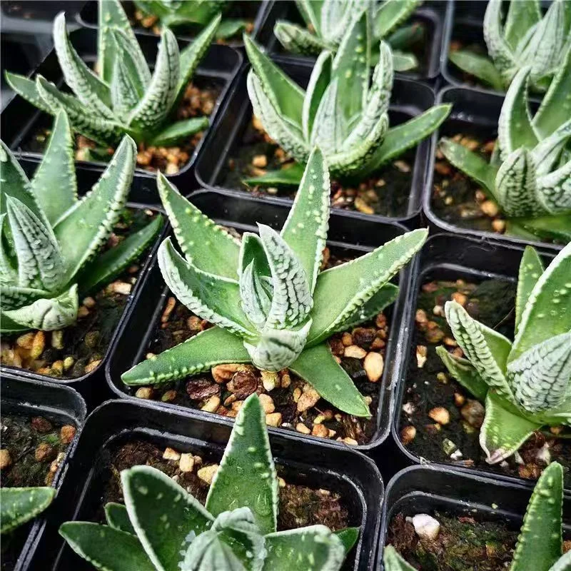 bjbm50.Haworthia Pumila cv. Emperor 4-5cm/ Haworthia/ Succulent plants / Garden landscape / Carefully select healthy plants