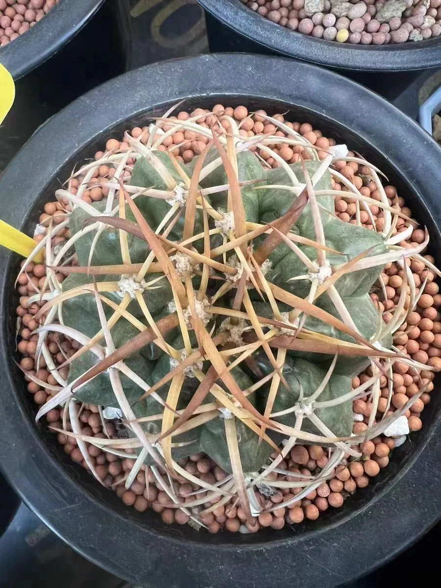 593.    Discocactus  has roots 4-5cm  /Cactus plants /Succulent plants /  Garden landscape / Carefully select healthy plants