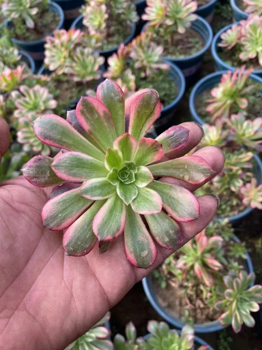 plant Aeonium Echeveria Haworthia  Caudex  Lithops Cactus  Agave 