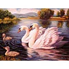 Swan Scenery  | Full Round Diamond Painting Kits