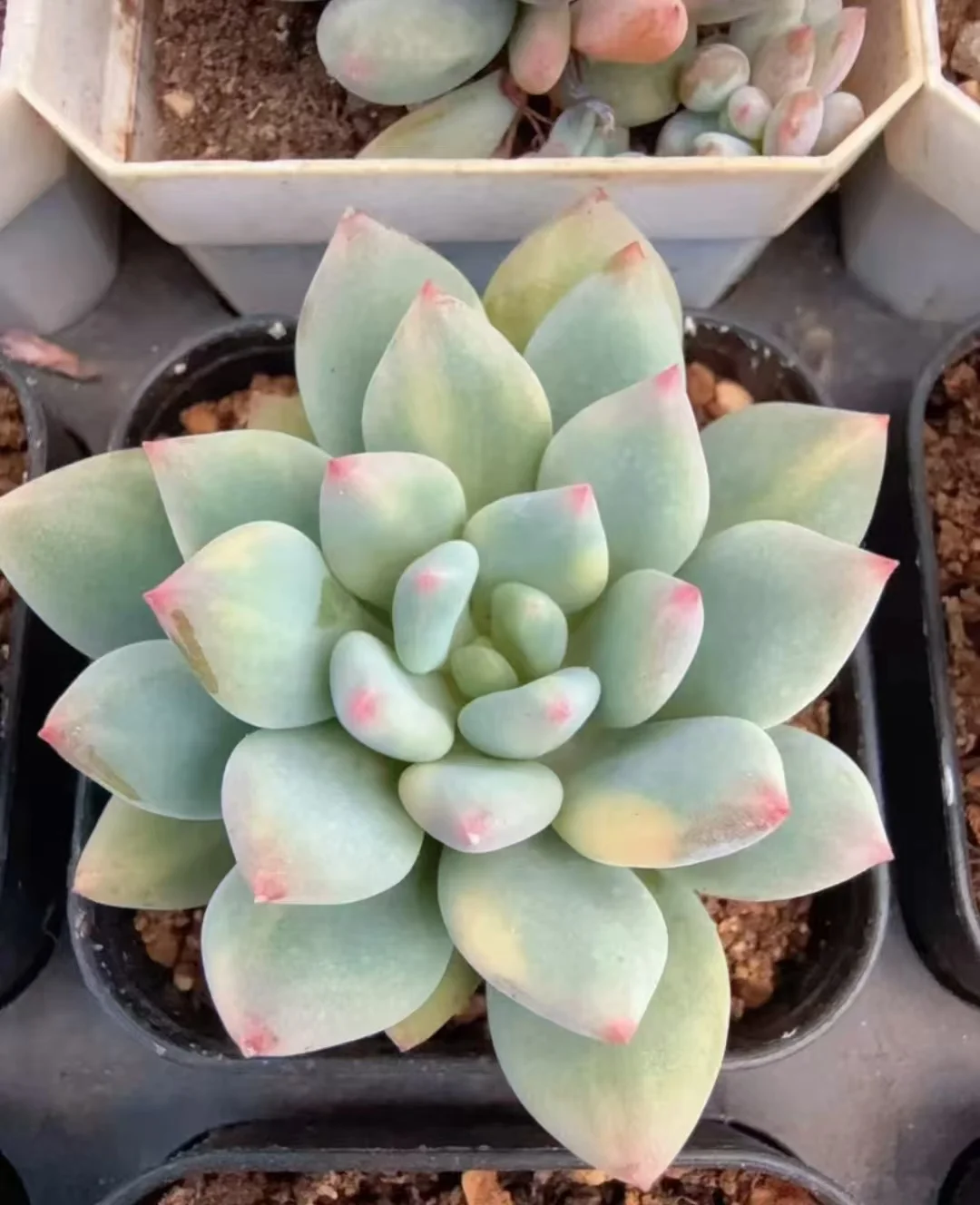 plant Aeonium Echeveria Haworthia  Caudex  Lithops Cactus  Agave 