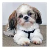 5D DIY Diamond Painting Dog Cross Stitch Embroidery Wall Art Needlework (CQ409
