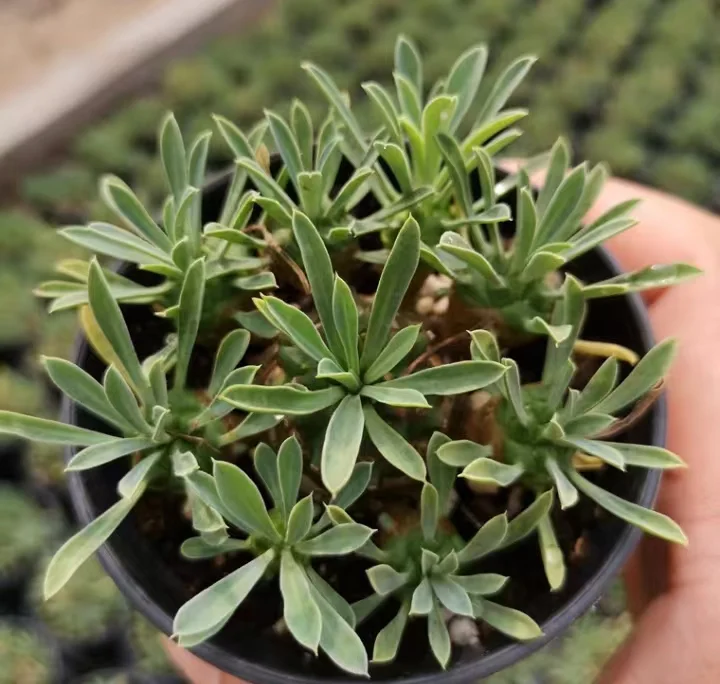 700 .   Emei  cluster 5-7cm / Echeveria / Succulent plants / Garden landscape / Carefully select healthy plants
