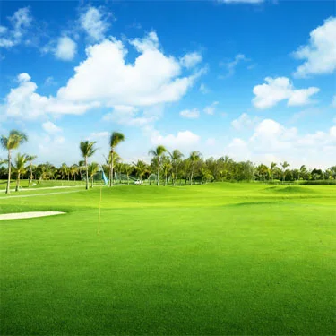 Oasis Bermuda Grass Seed