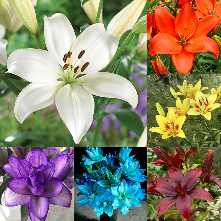 [ Last day 70% OFF ] 🔥 High-Quality Lily Bulbs &ndash; Guaranteed to Bloom