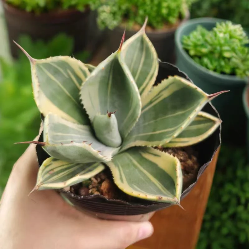 plant Aeonium Echeveria Haworthia  Caudex  Lithops Cactus  Agave 