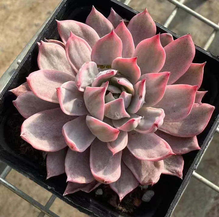 plant Aeonium Echeveria Haworthia  Caudex  Lithops Cactus  Agave 