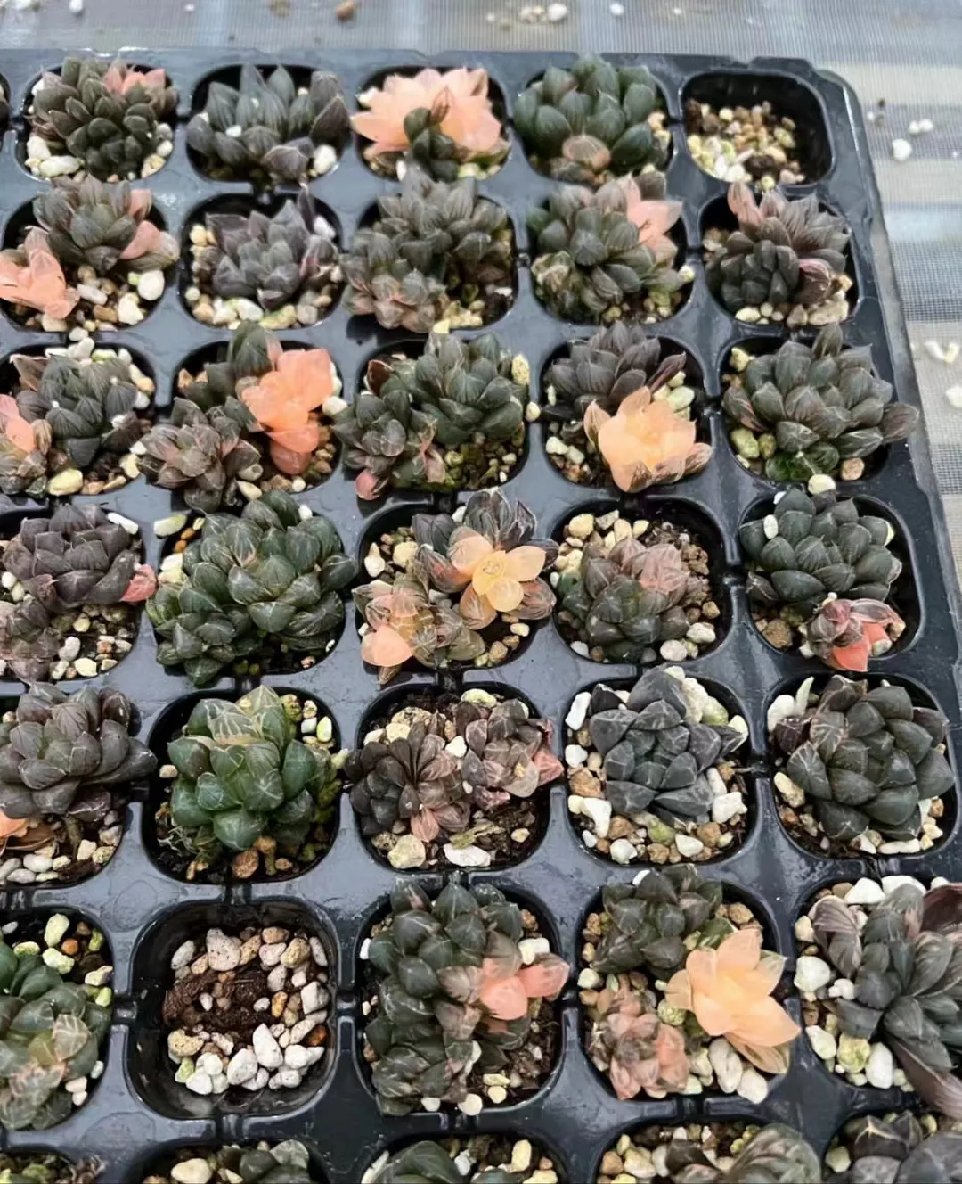 plant Aeonium Echeveria Haworthia  Caudex  Lithops Cactus  Agave 
