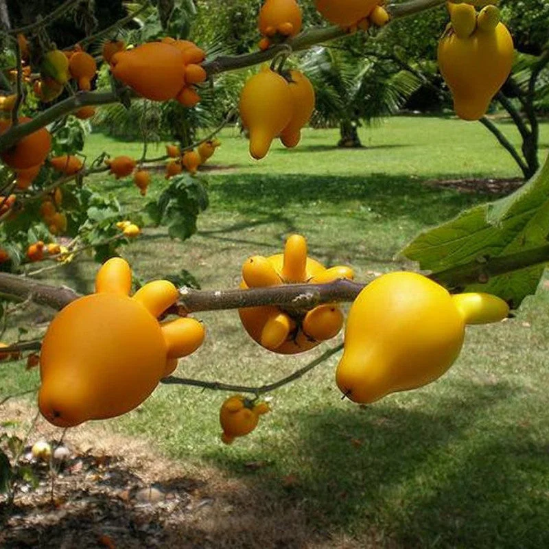 Rare Exotic Nipple Fruit Seed