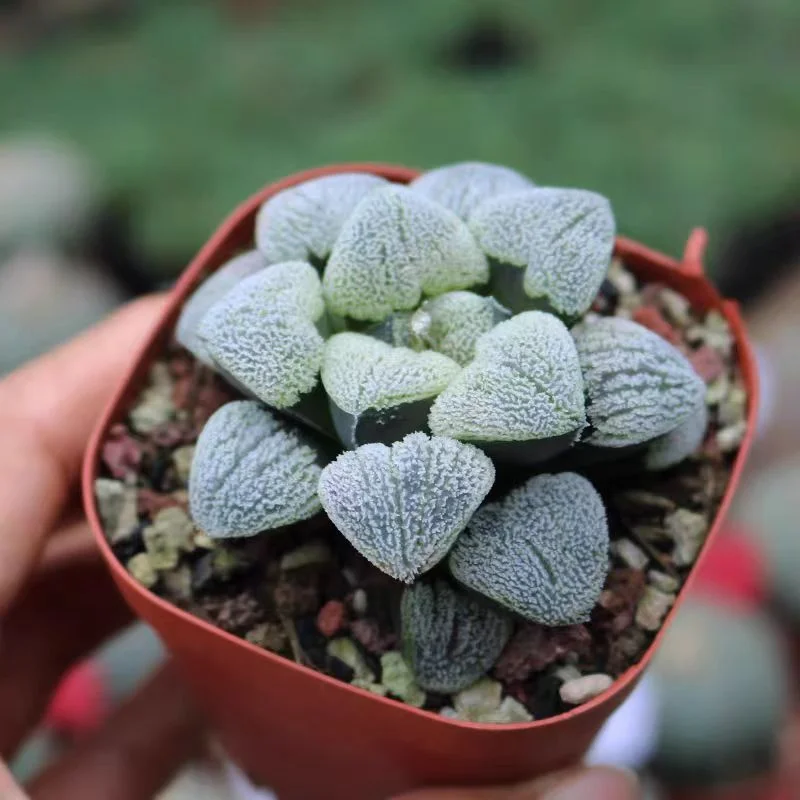 plant Aeonium Echeveria Haworthia  Caudex  Lithops Cactus  Agave 