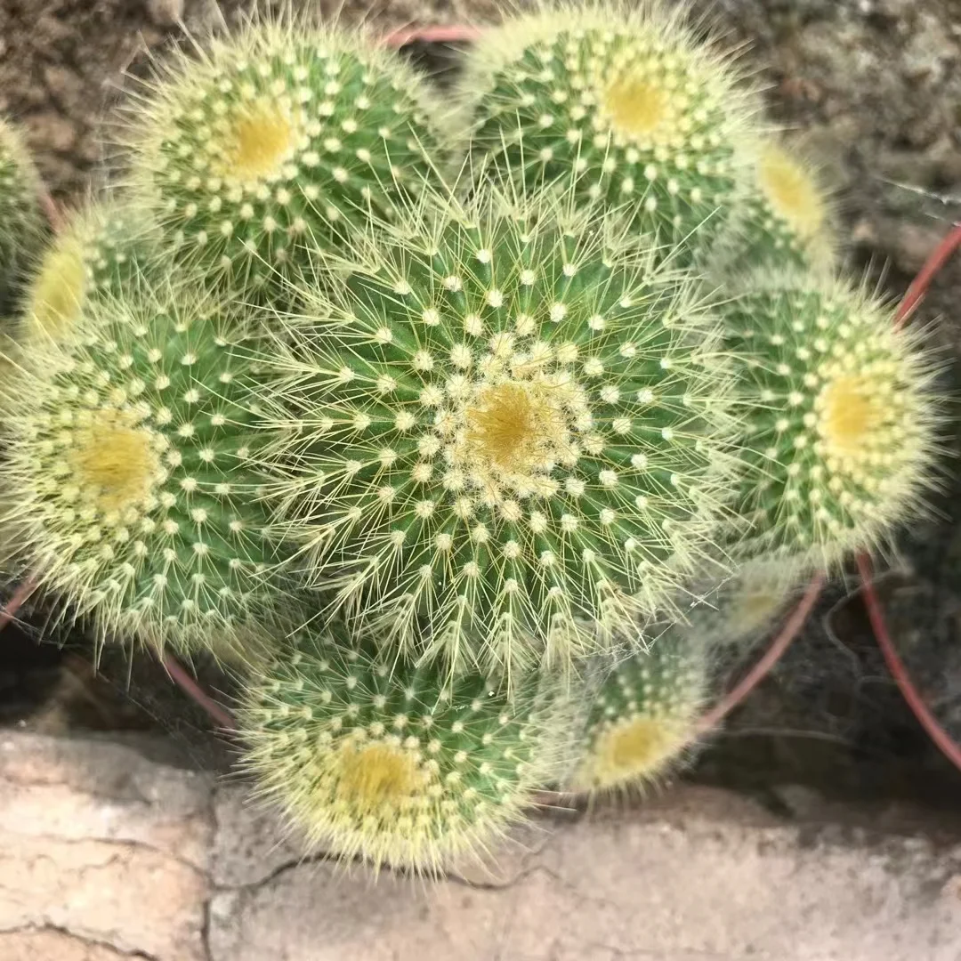 plant Aeonium Echeveria Haworthia  Caudex  Lithops Cactus  Agave 