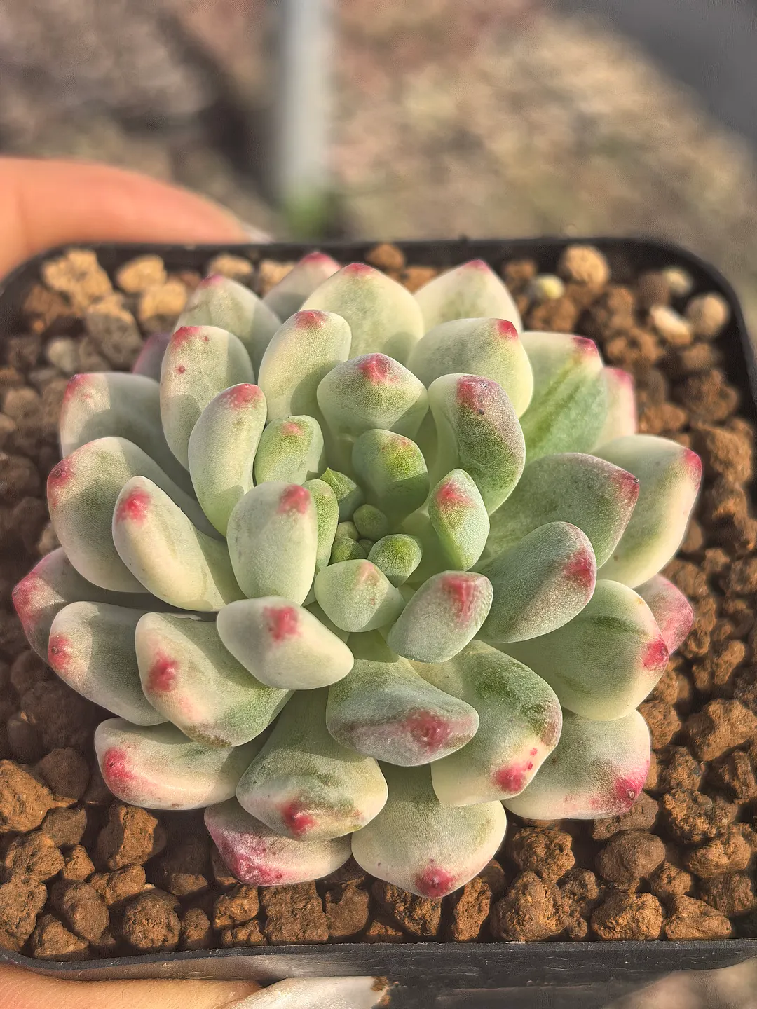 plant Aeonium Echeveria Haworthia  Caudex  Lithops Cactus  Agave 
