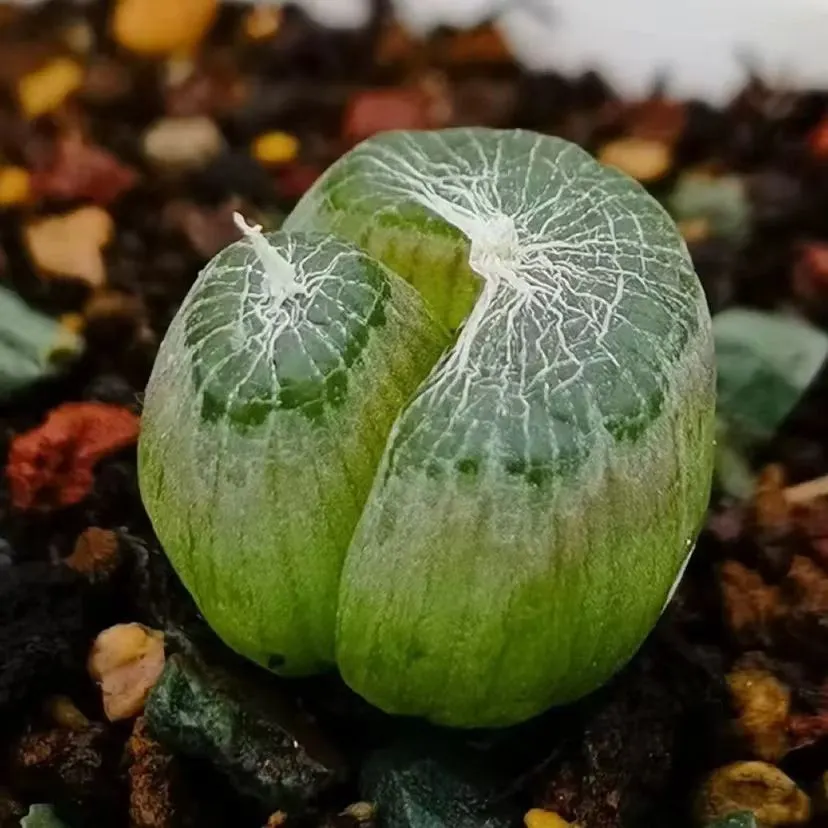 plant Aeonium Echeveria Haworthia  Caudex  Lithops Cactus  Agave 