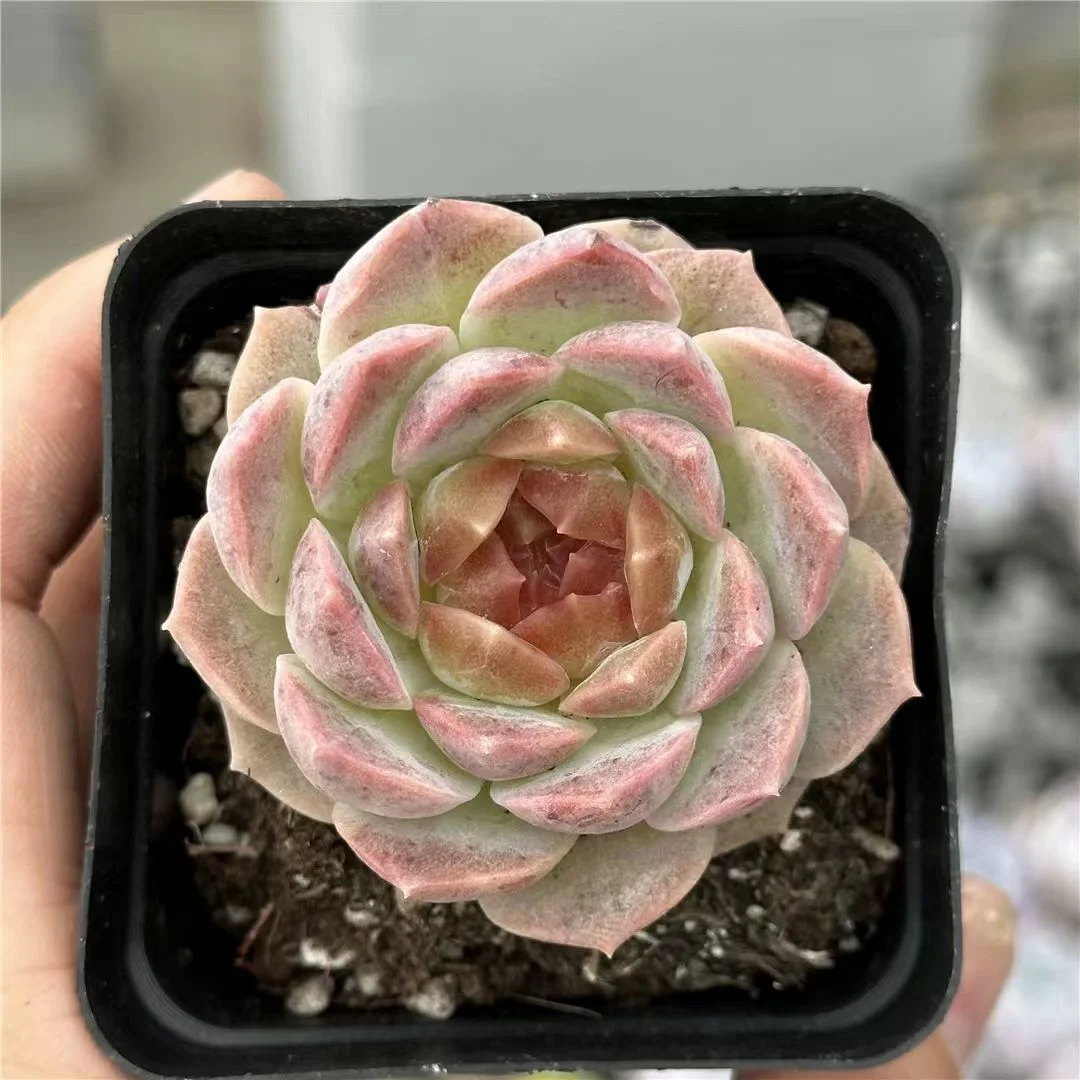 plant Aeonium Echeveria Haworthia  Caudex  Lithops Cactus  Agave 