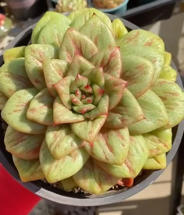 plant Aeonium Echeveria Haworthia  Caudex  Lithops Cactus  Agave 