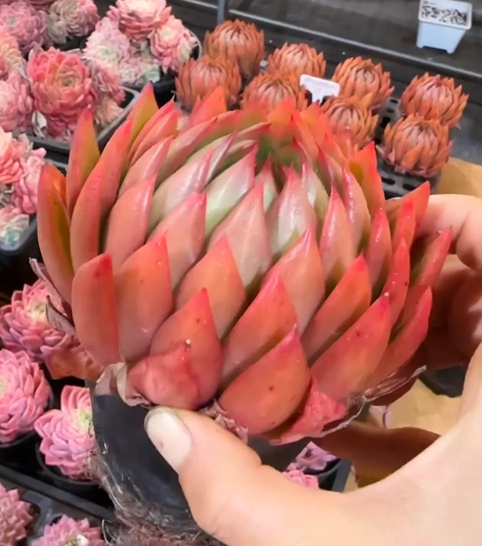 plant Aeonium Echeveria Haworthia  Caudex  Lithops Cactus  Agave 